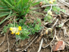 Lotus parviflorus