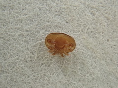 Varroa destructor