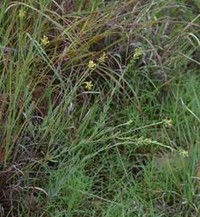 Pimelea sericostachya
