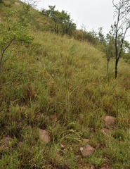 Pimelea sericostachya