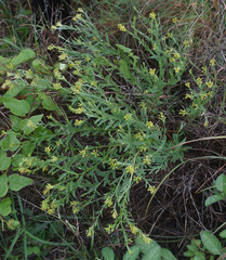 Pimelea sericostachya