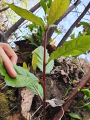 Laurus nobilis