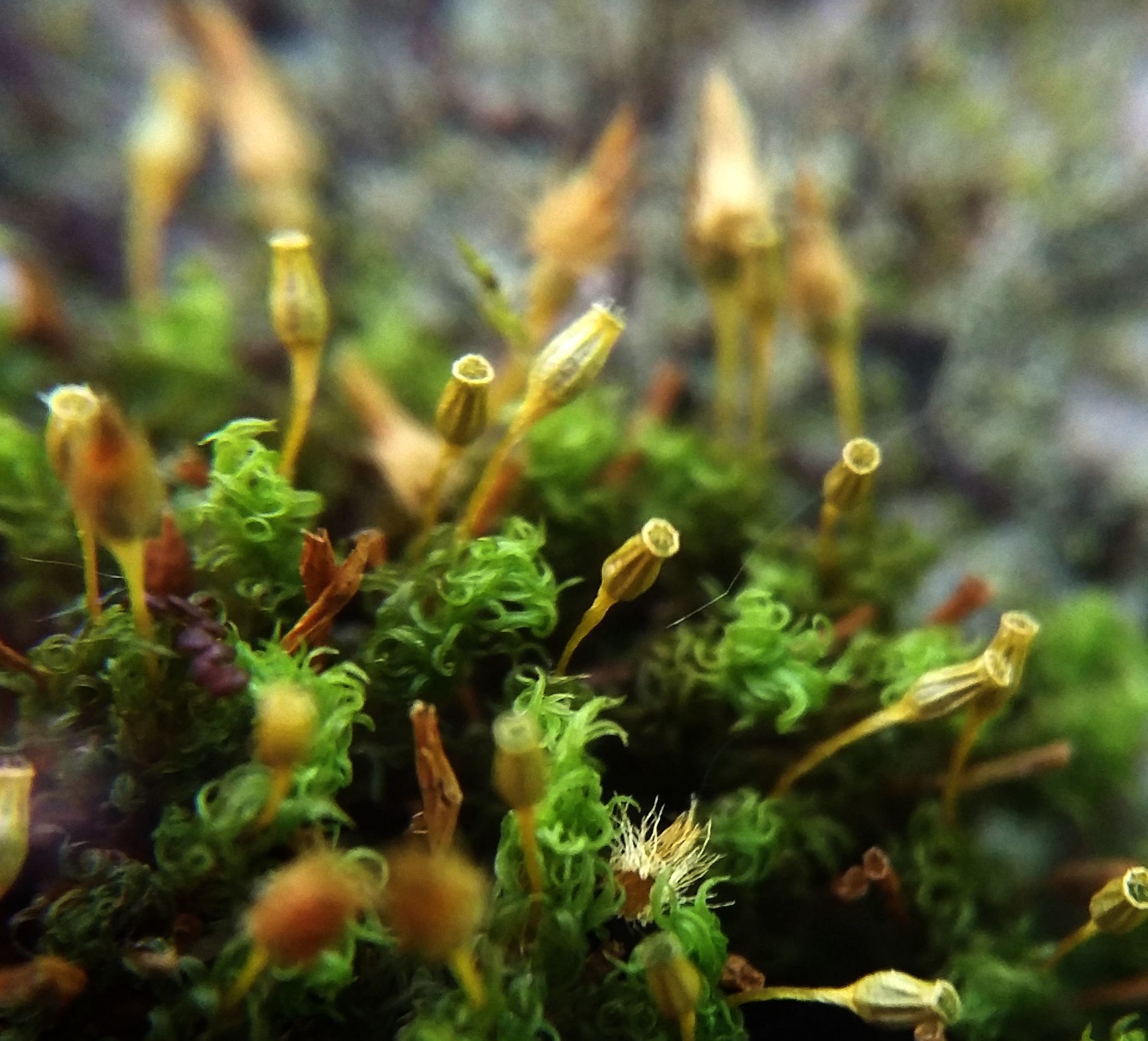 Ulota crispula