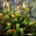 Ulota crispula - Photo (c) George Greiff, some rights reserved (CC BY), uploaded by George Greiff