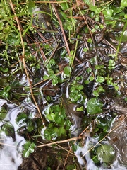 Chrysosplenium americanum