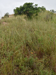 Euphorbia cyathophora