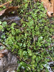 Chrysosplenium americanum
