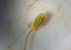 Ulota crispula