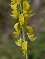 Crotalaria pallida obovata