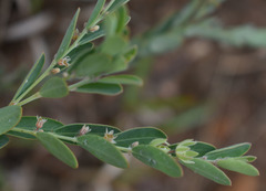 Phyllanthus fuernrohrii