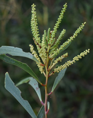 Acacia spirorbis solandri