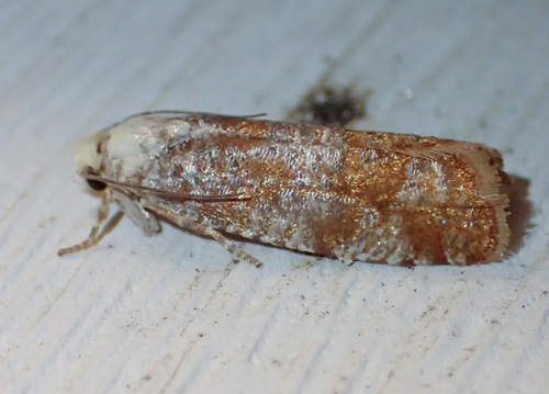 Pitch Twig Moth photo 3