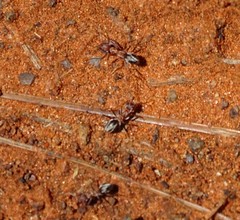 Anoplolepis custodiens