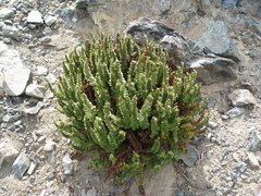 Polystichum lemmonii
