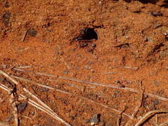 Anoplolepis custodiens