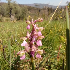 Anacamptis morio