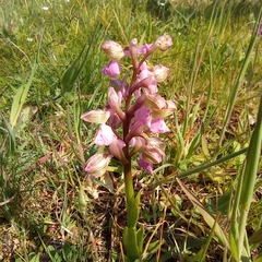 Anacamptis morio