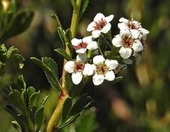 Escallonia virgata