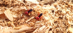 Labidocoris pectoralis