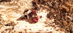 Labidocoris pectoralis