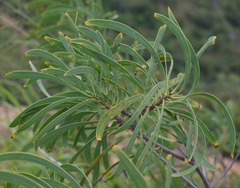 Persoonia falcata