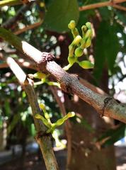 Macrosolen cochinchinensis