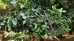 Macrosolen cochinchinensis