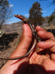 Plestiodon anthracinus