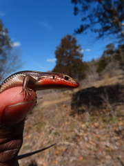 Plestiodon anthracinus
