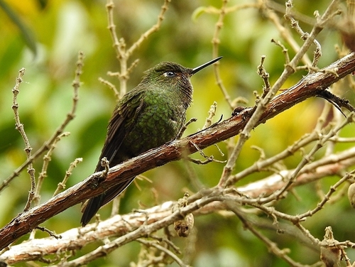 Viridian Metaltail (Metallura williami), photo 8