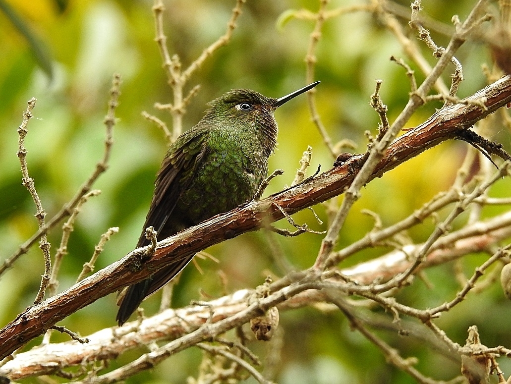 Viridian Metaltail (Metallura williami), photo 9