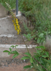 Crotalaria pallida obovata