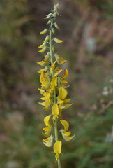 Crotalaria pallida obovata