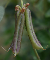 Crotalaria pallida obovata