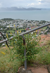 Crotalaria pallida obovata