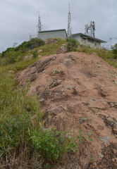 Crotalaria pallida obovata