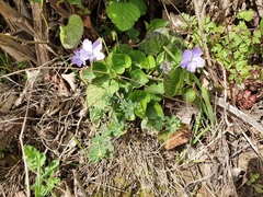Rostratae