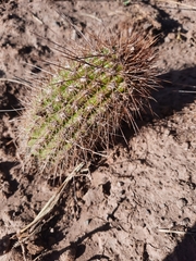 Trichocereus strigosus