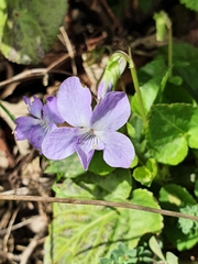 Rostratae