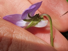 Rostratae