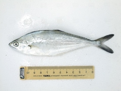 Scomberoides lysan