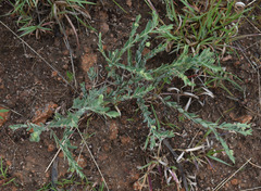 Phyllanthus fuernrohrii