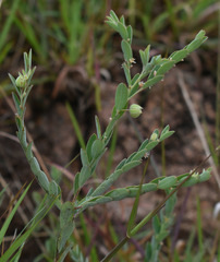 Phyllanthus fuernrohrii