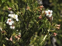 Escallonia virgata