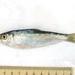 Japanese Sardinella - Photo (c) yah_japan, some rights reserved (CC BY-NC), uploaded by yah_japan