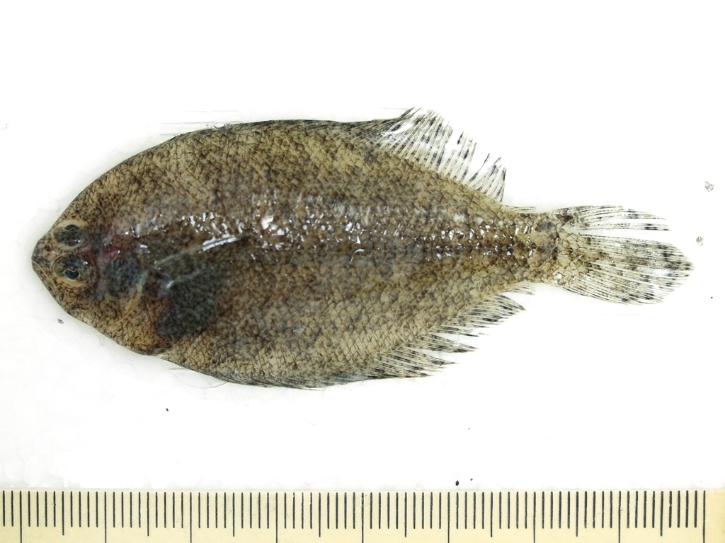 Bastard Halibut