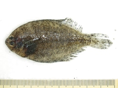Tarphops oligolepis