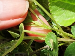 Rostratae