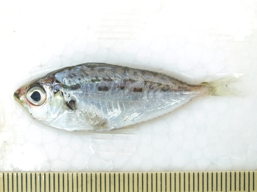 Offshore ponyfish (Equulites rivulatus) — Leiognathidae — 2