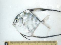 Alectis ciliaris